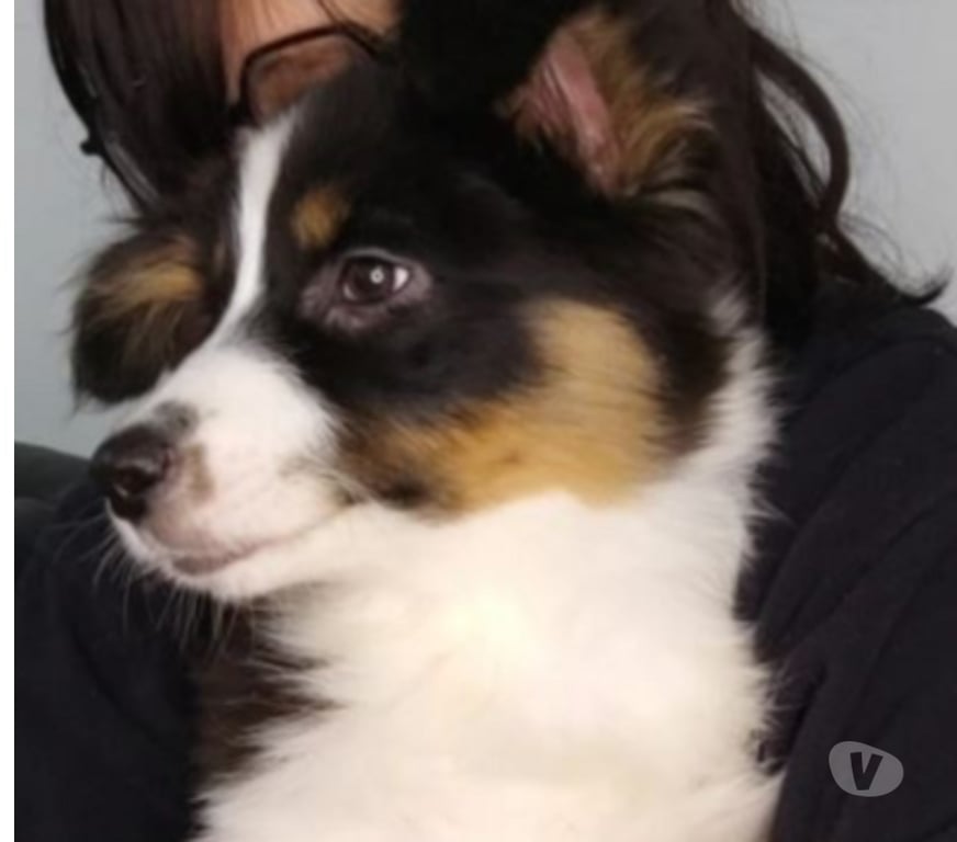 Vente Gironde Belin Beliet - 33830 - Photos Vivastreet chiot berger australien Noir Tricolore