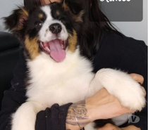 chiot berger australien Noir Tricolore