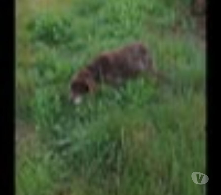 Don animaux Ain Amberieu en Bugey - 01500 - Photos Vivastreet Chien CALINE à l adoption