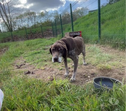 Adoption animaux Amberieu en Bugey Ain - Photos Vivastreet Chien CALINE à l adoption