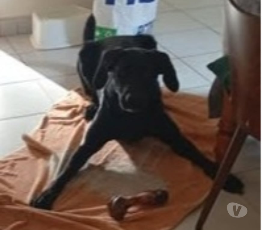 Don animaux Ardèche Laurac en Vivarais - 07110 - Photos Vivastreet Chien JORY à l adoption