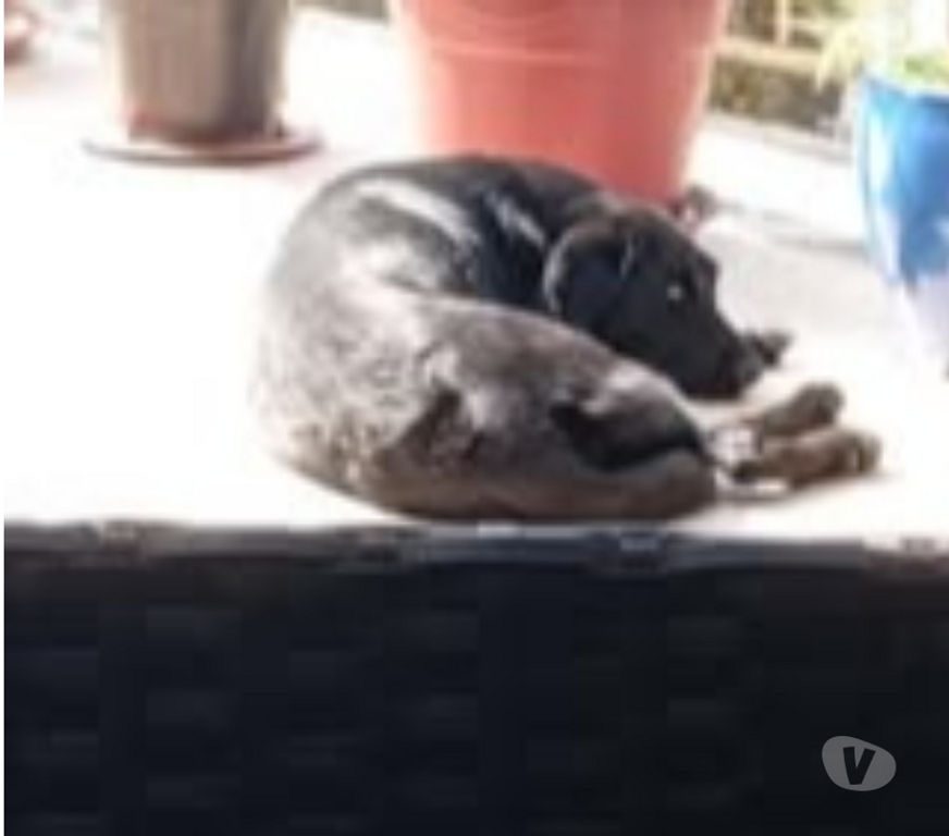 Don animaux Ardèche Laurac en Vivarais - 07110 - Photos Vivastreet Chien JORY à l adoption