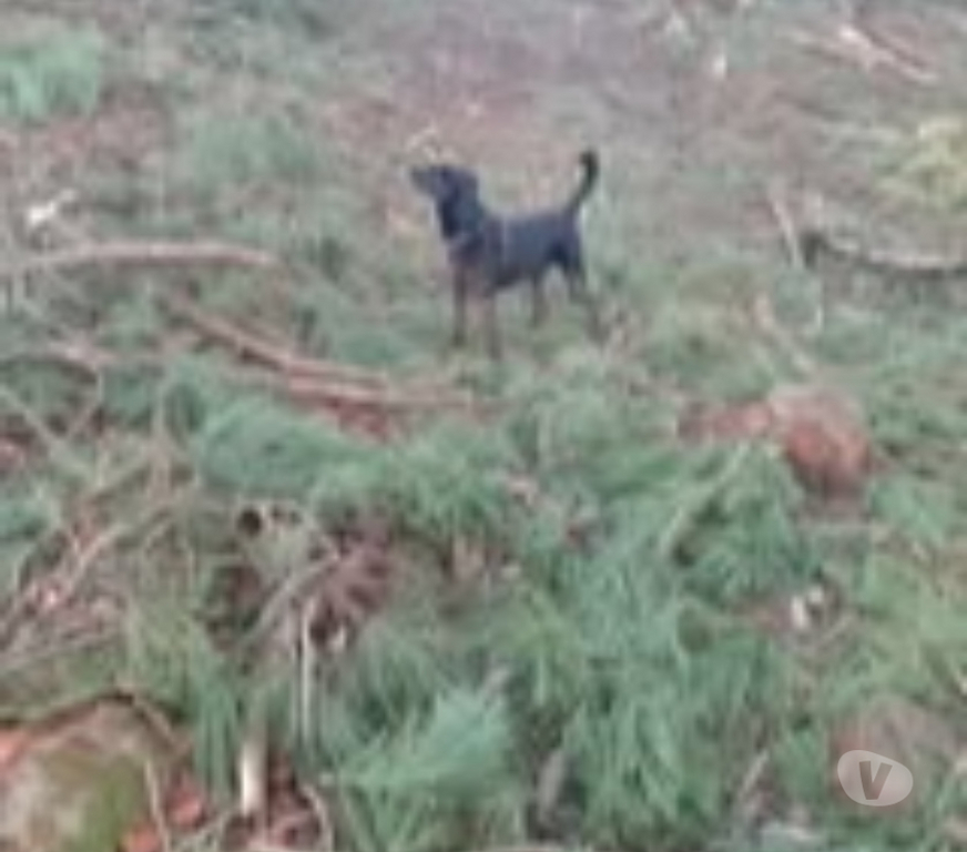 Don animaux Ardèche Laurac en Vivarais - 07110 - Photos Vivastreet Chien JORY à l adoption