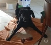 Photos Vivastreet Chien JORY à l adoption