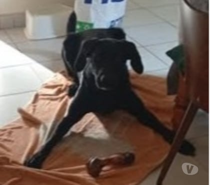 Adoption animaux Laurac en Vivarais Ardèche - Photos Vivastreet Chien JORY à l adoption