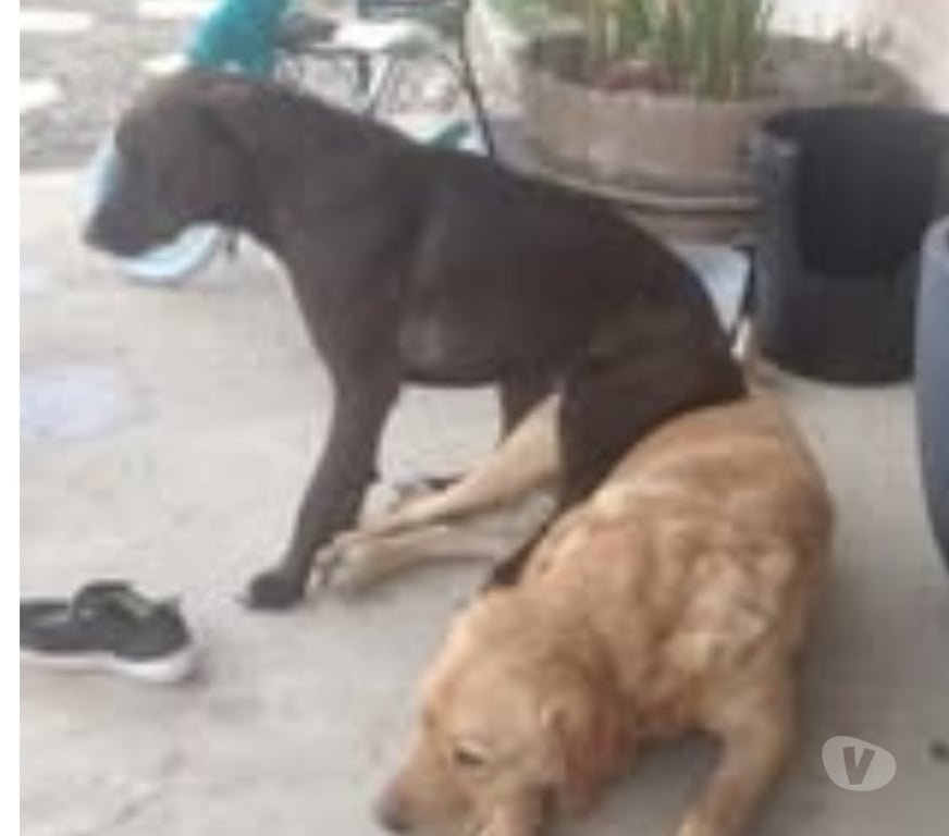 Don animaux Ardèche Cheminas - 07300 - Photos Vivastreet Chien BOUNTY à l adoption