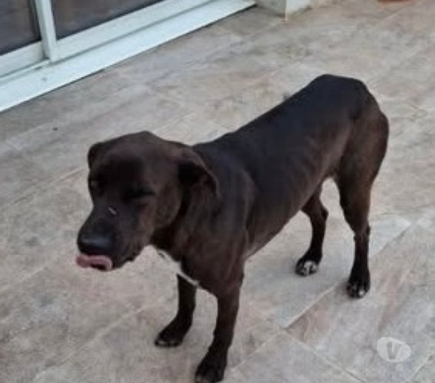 Don animaux Ardèche Cheminas - 07300 - Photos Vivastreet Chien BOUNTY à l adoption