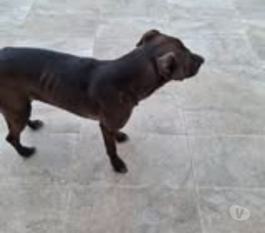 Don animaux Ardèche Cheminas - 07300 - Photos Vivastreet Chien BOUNTY à l adoption