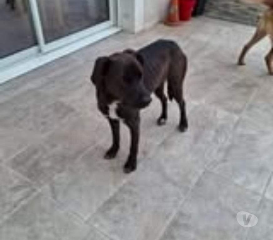 Don animaux Ardèche Cheminas - 07300 - Photos Vivastreet Chien BOUNTY à l adoption