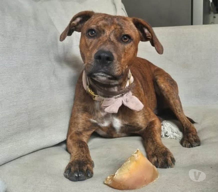 Don animaux Ardèche Le Teil - 07400 - Photos Vivastreet Chien GIPSY à l adoption