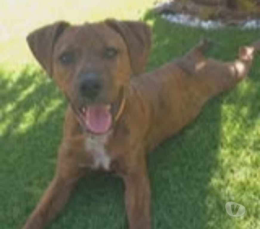 Don animaux Ardèche Le Teil - 07400 - Photos Vivastreet Chien GIPSY à l adoption