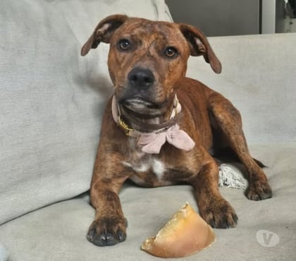 Don animaux Le Teil Ardèche - Photos Vivastreet Chien GIPSY à l adoption