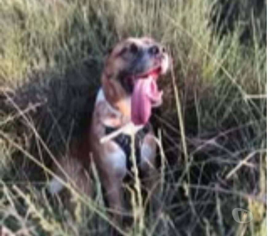 Don animaux Vaucluse St Saturnin les Apt - 84490 - Photos Vivastreet Chien LUCIEN dit LULU à l adoption