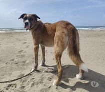 Photos Vivastreet Chien LUCIEN dit LULU à l adoption