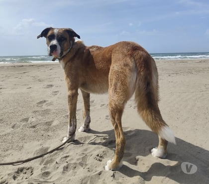 Adoption animaux St Saturnin les Apt Vaucluse - Photos Vivastreet Chien LUCIEN dit LULU à l adoption