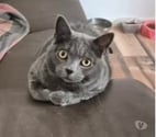 Chat MIMINE à l adoption