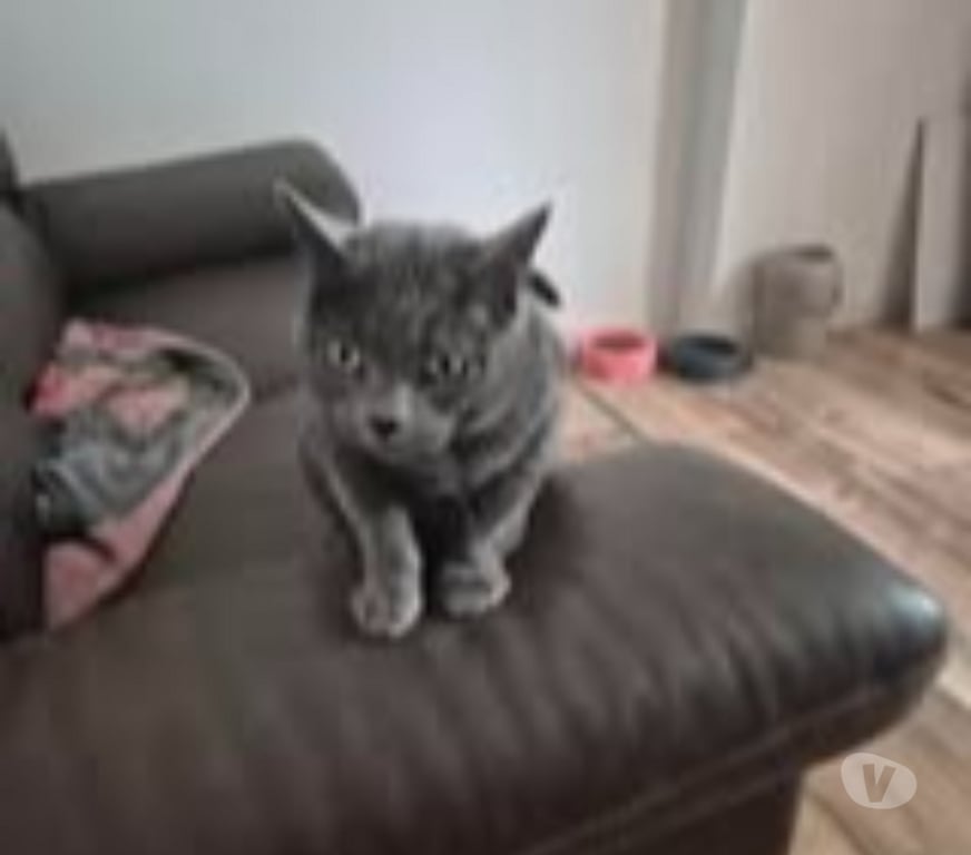 Don animaux Drôme St Paul Trois Chateaux - 26130 - Photos Vivastreet Chat MIMINE à l adoption