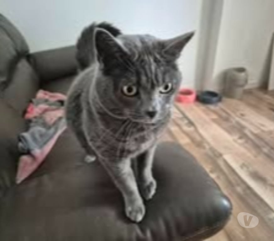 Don animaux Drôme St Paul Trois Chateaux - 26130 - Photos Vivastreet Chat MIMINE à l adoption