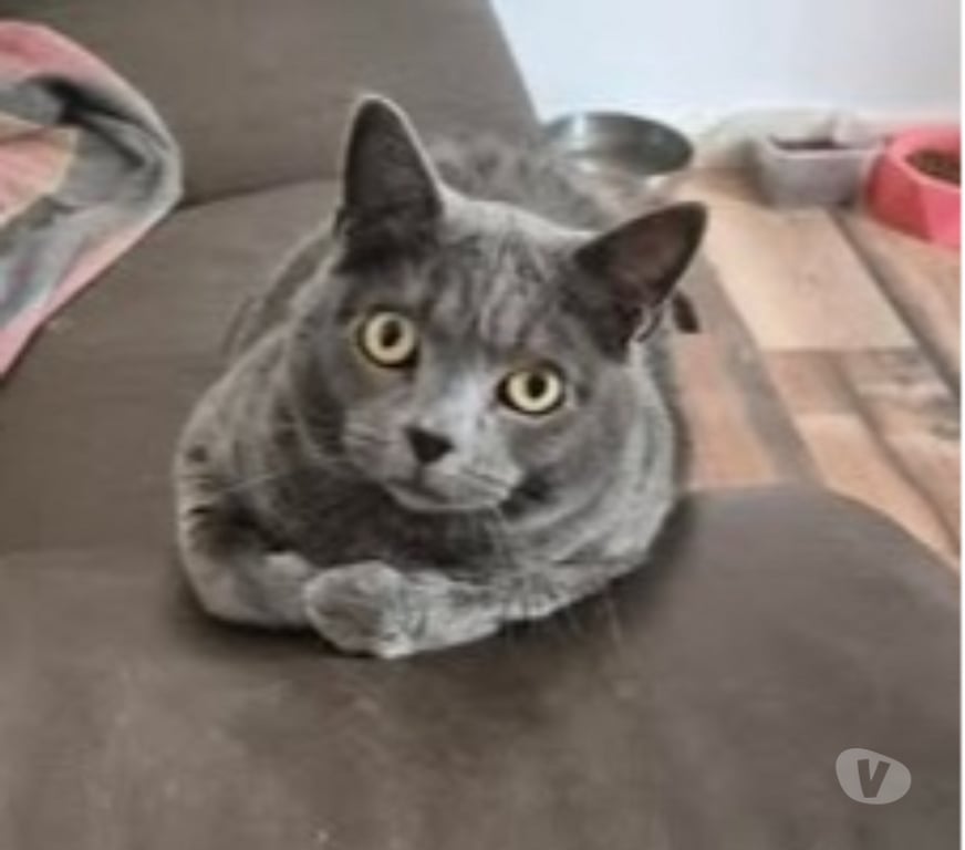 Don animaux Drôme St Paul Trois Chateaux - 26130 - Photos Vivastreet Chat MIMINE à l adoption