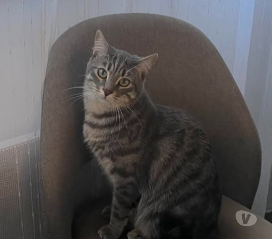 Don animaux Gard Roquemaure - 30150 - Photos Vivastreet Chat NEMIR à l adoption