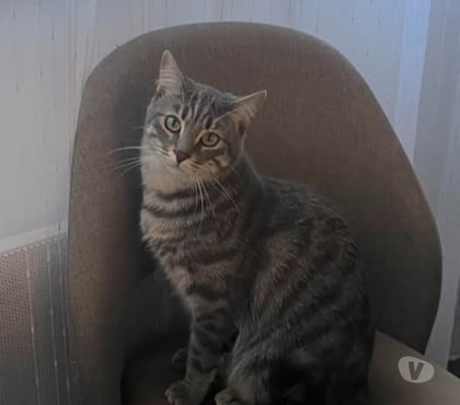 Don animaux Roquemaure Gard - Photos Vivastreet Chat NEMIR à l adoption