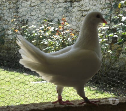 Vente animaux Nemours Seine-et-Marne - Photos Vivastreet Pigeons reproducteurs hubbell blanc