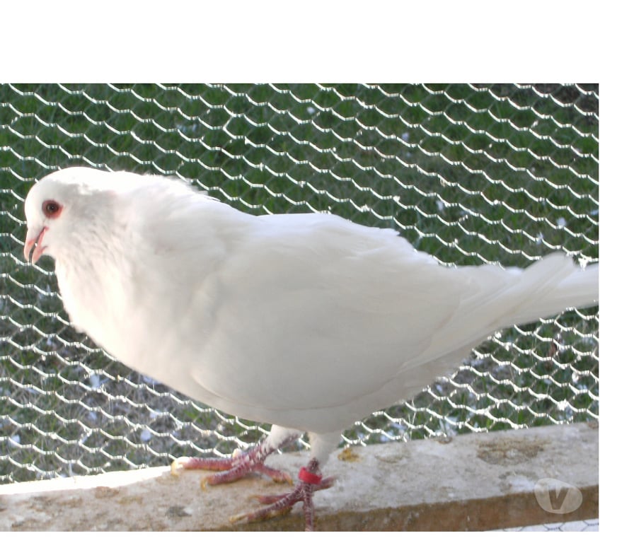 Vente Seine-et-Marne Bagneaux sur Loing - 77167 - Photos Vivastreet Pigeons de chair