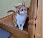 Chat XENA à l adoption