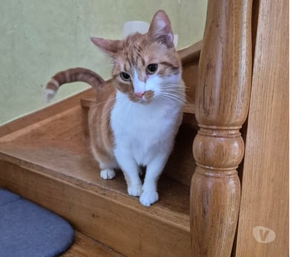 Don animaux Annonay Ardèche - Photos Vivastreet Chat XENA à l adoption