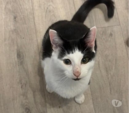 Adoption animaux Donzere Drôme - Photos Vivastreet Chat JUL à l adoption