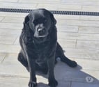 Chien MAYA à l adoption