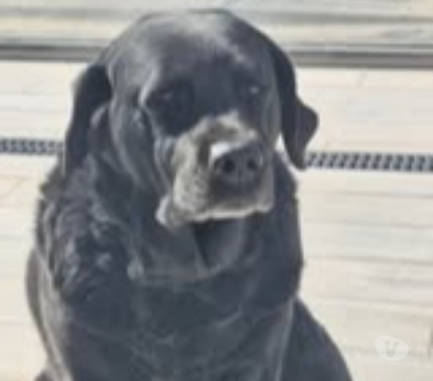 Don animaux Drôme Pierrelatte - 26700 - Photos Vivastreet Chien MAYA à l adoption