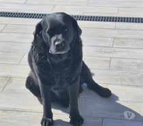 Photos Vivastreet Chien MAYA à l adoption