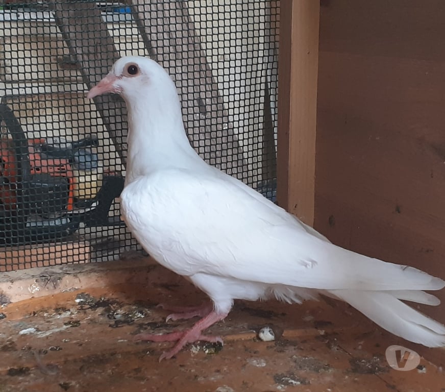 Vente Gironde Begles - 33130 - Photos Vivastreet JEUNES PIGEONS BLANCS PURS ou BLANCS TACHETÉS