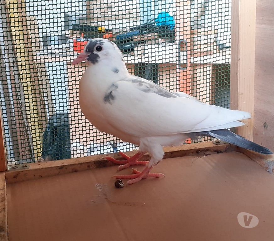 Vente Gironde Begles - 33130 - Photos Vivastreet JEUNES PIGEONS BLANCS PURS ou BLANCS TACHETÉS