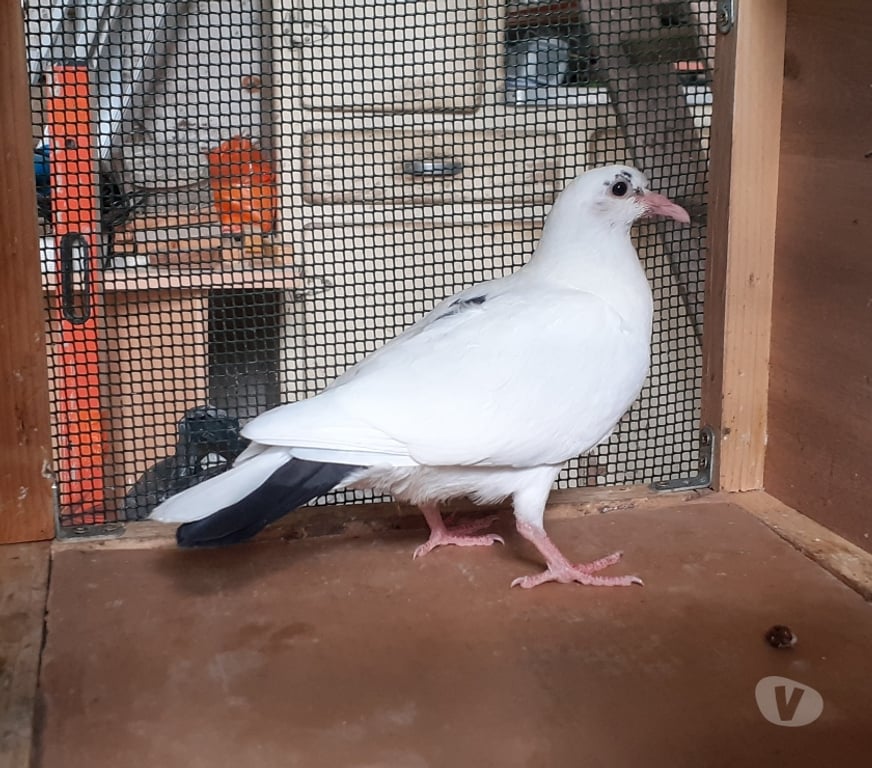 Vente Gironde Begles - 33130 - Photos Vivastreet JEUNES PIGEONS BLANCS PURS ou BLANCS TACHETÉS