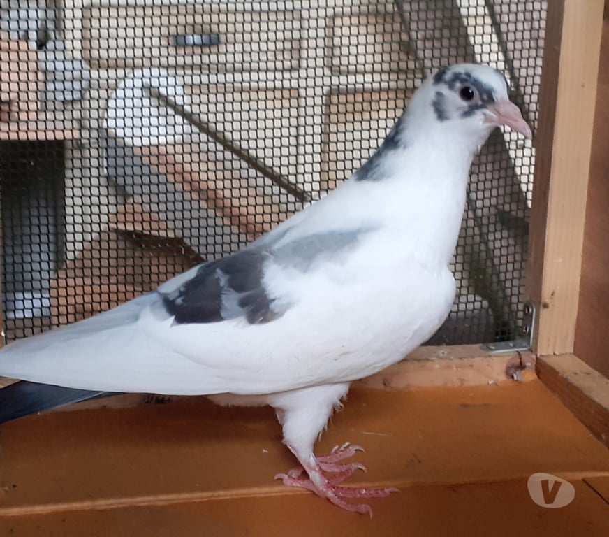 Vente Gironde Begles - 33130 - Photos Vivastreet JEUNES PIGEONS BLANCS TACHETÉS