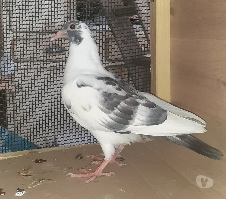 Vente Gironde Begles - 33130 - Photos Vivastreet JEUNES PIGEONS BLANCS TACHETÉS