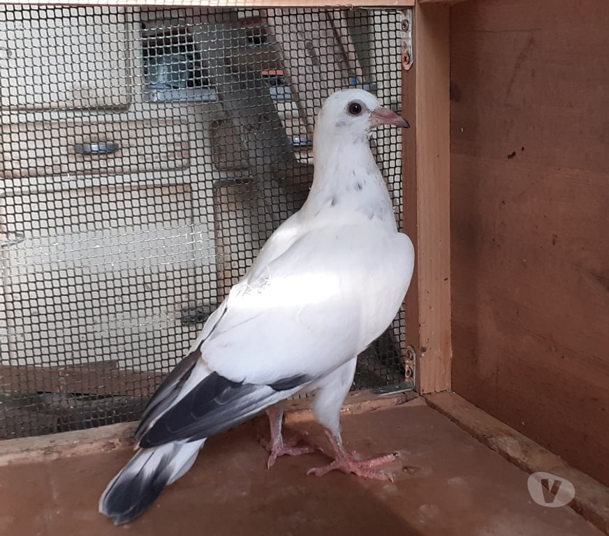 Vente Gironde Begles - 33130 - Photos Vivastreet JEUNES PIGEONS BLANCS TACHETÉS