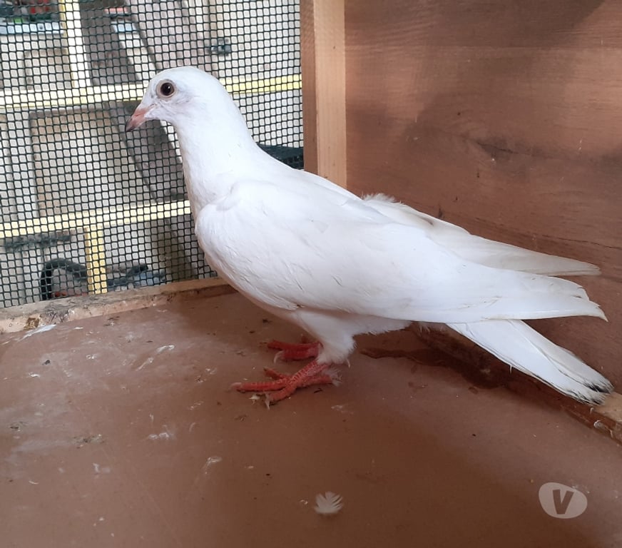 Vente Gironde Begles - 33130 - Photos Vivastreet JEUNES PIGEONS BLANCS PURS ou BLANCS TACHETÉS
