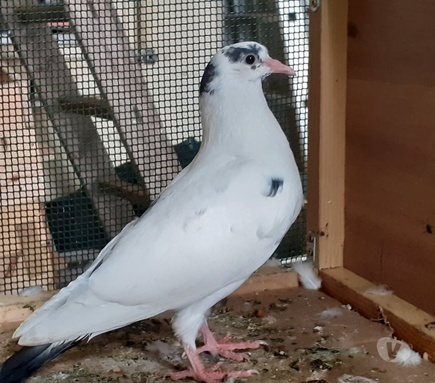 Vente Gironde Begles - 33130 - Photos Vivastreet JEUNES PIGEONS BLANCS PURS ou BLANCS TACHETÉS
