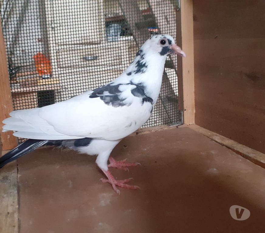 Vente Gironde Begles - 33130 - Photos Vivastreet JEUNES PIGEONS BLANCS TACHETÉS