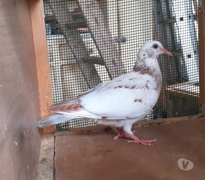 Vente Gironde Begles - 33130 - Photos Vivastreet JEUNES PIGEONS BLANCS PURS ou BLANCS TACHETÉS