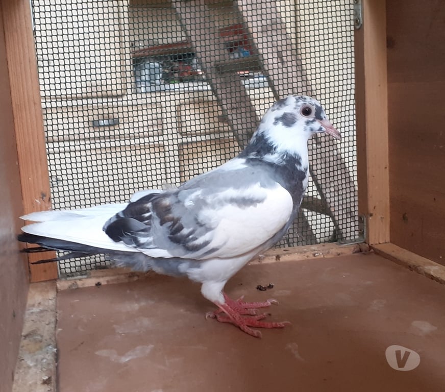 Vente Gironde Begles - 33130 - Photos Vivastreet JEUNES PIGEONS BLANCS PURS ou BLANCS TACHETÉS