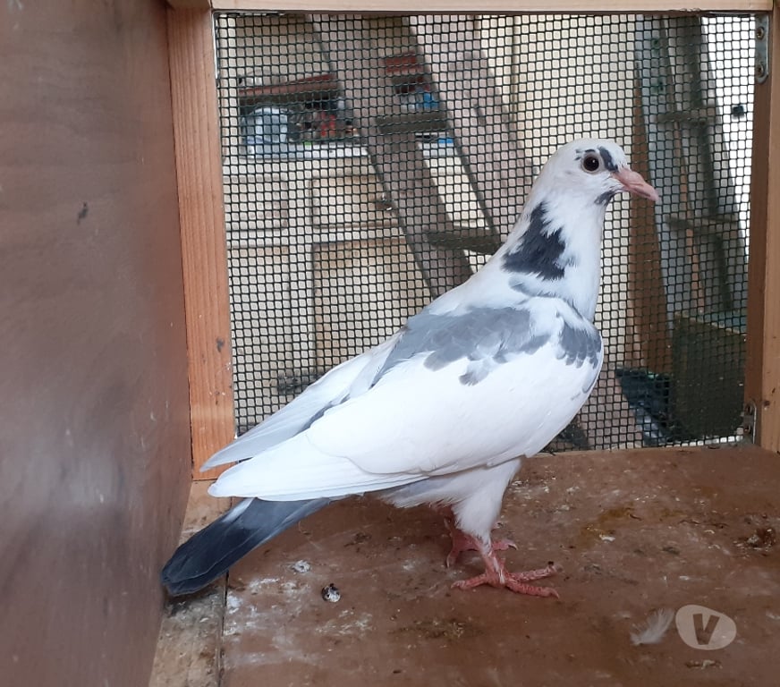 Vente Gironde Begles - 33130 - Photos Vivastreet JEUNES PIGEONS BLANCS PURS ou BLANCS TACHETÉS