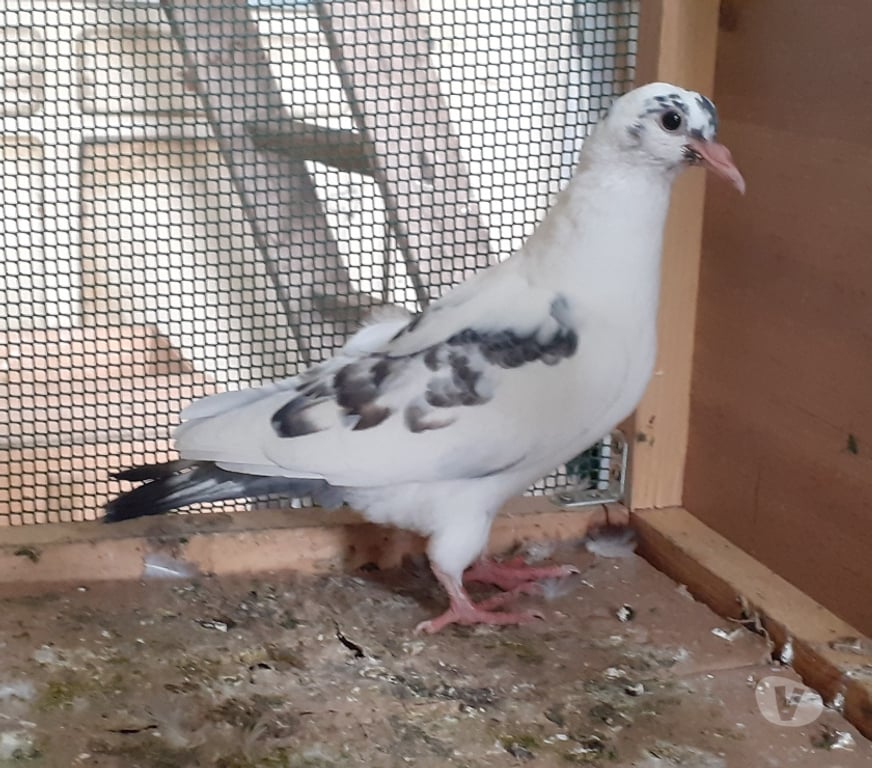 Vente Gironde Begles - 33130 - Photos Vivastreet JEUNES PIGEONS BLANCS PURS ou BLANCS TACHETÉS