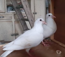 JEUNES PIGEONS BLANCS PURS ou BLANCS TACHETÉS