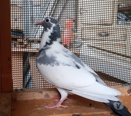 Vente animaux Begles Gironde - Photos Vivastreet JEUNES PIGEONS BLANCS TACHETÉS