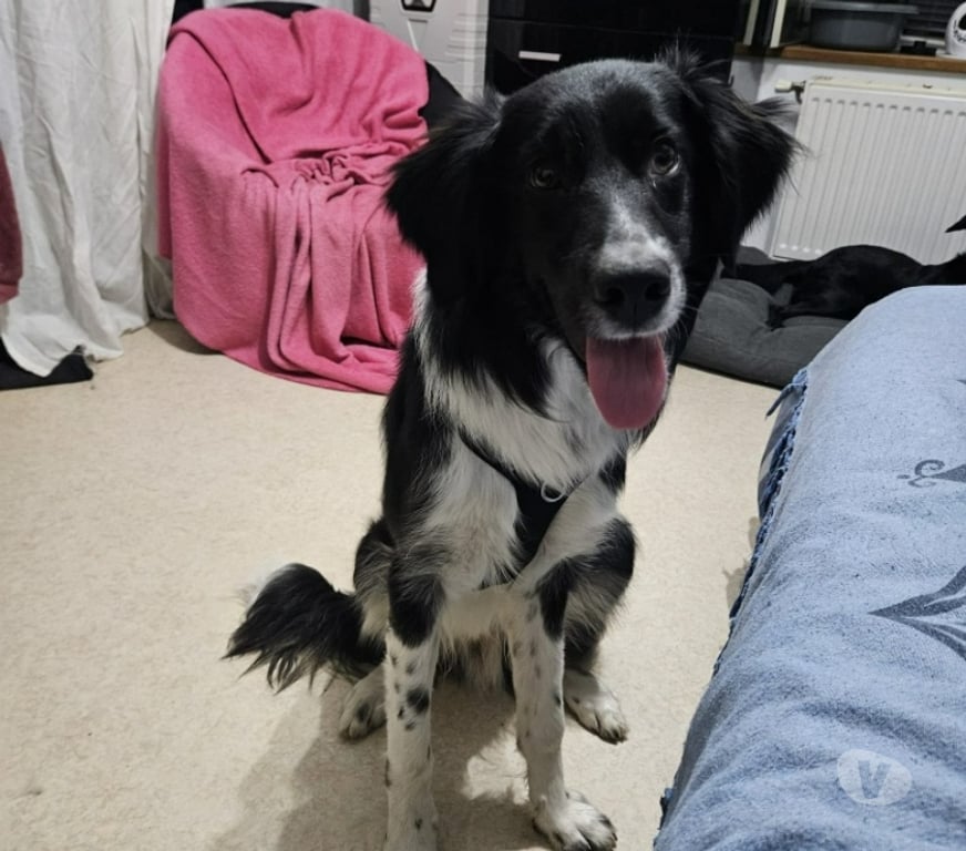 Vente Isère Grenoble - Photos Vivastreet PLACEMENT CHOUBI MAGNIFIQUE BORDER COLLIE