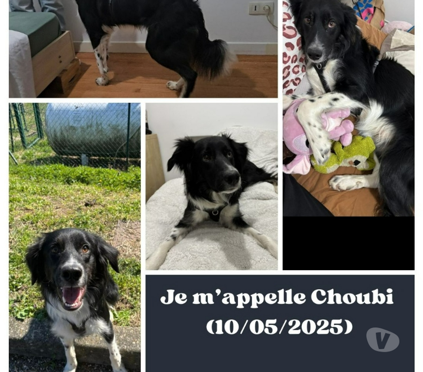 Vente Isère Grenoble - Photos Vivastreet PLACEMENT CHOUBI MAGNIFIQUE BORDER COLLIE